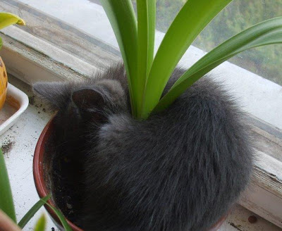 Medicinales medicinal gato planta uña plants plant leaves hojas The Cat Chat