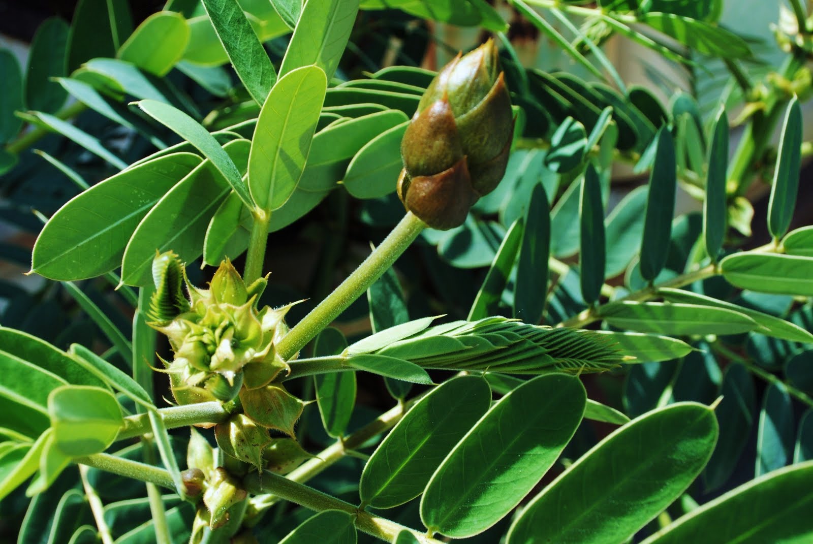 Popcorn Plant Pictures