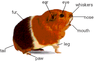 Guinea Pig Diagram