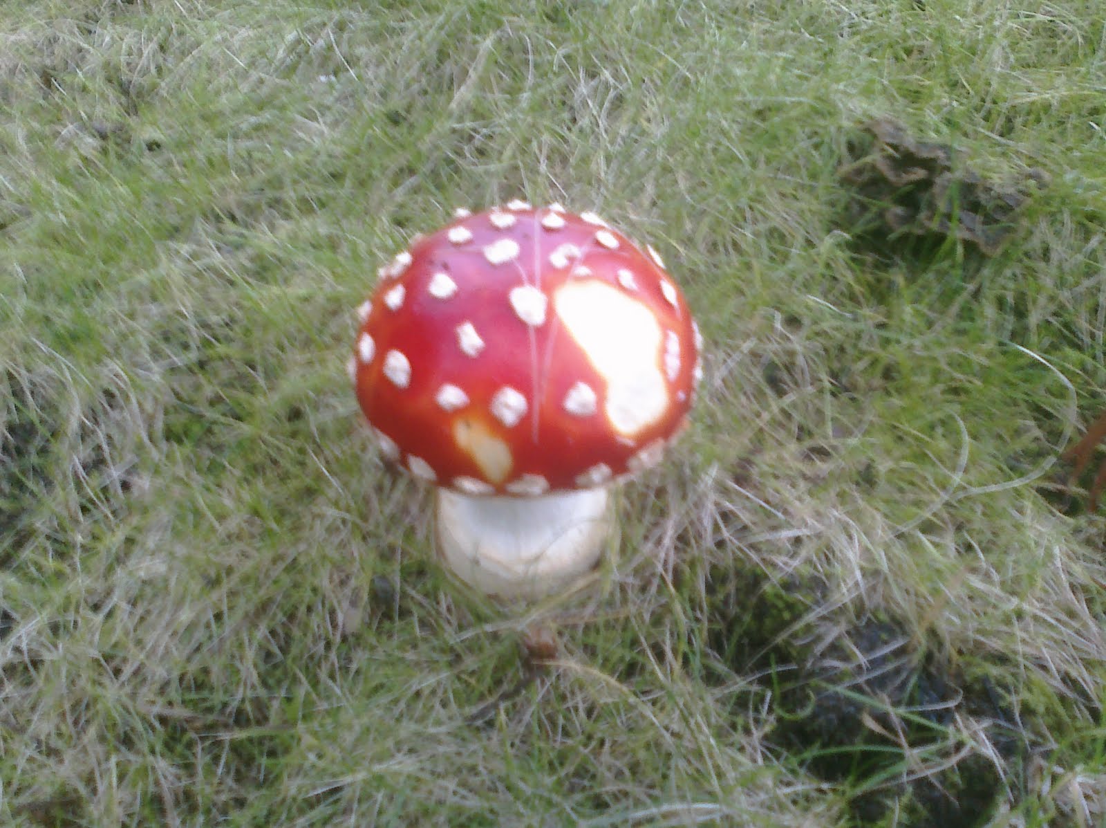 real life super mario mushrooms!