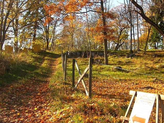 forest in autumn in stockholm sweden