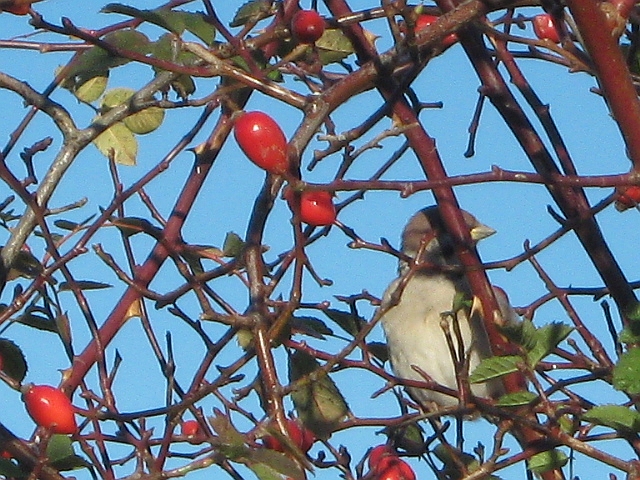 close up of sparrow in a bush