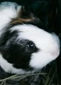 The same face as my ginniepig