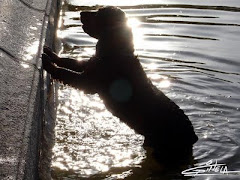 Perro Mojado