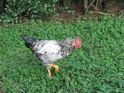 [rooster.jpg]