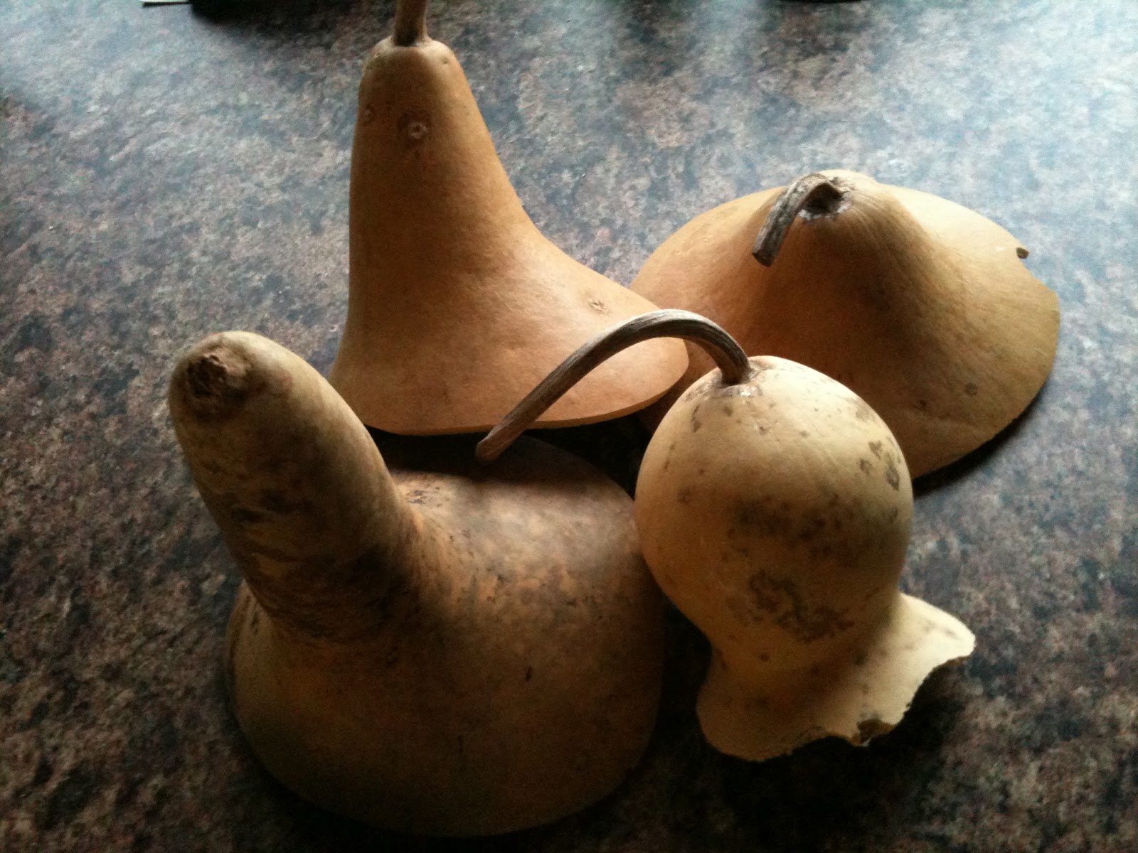 Desert Gourd