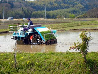 田植え