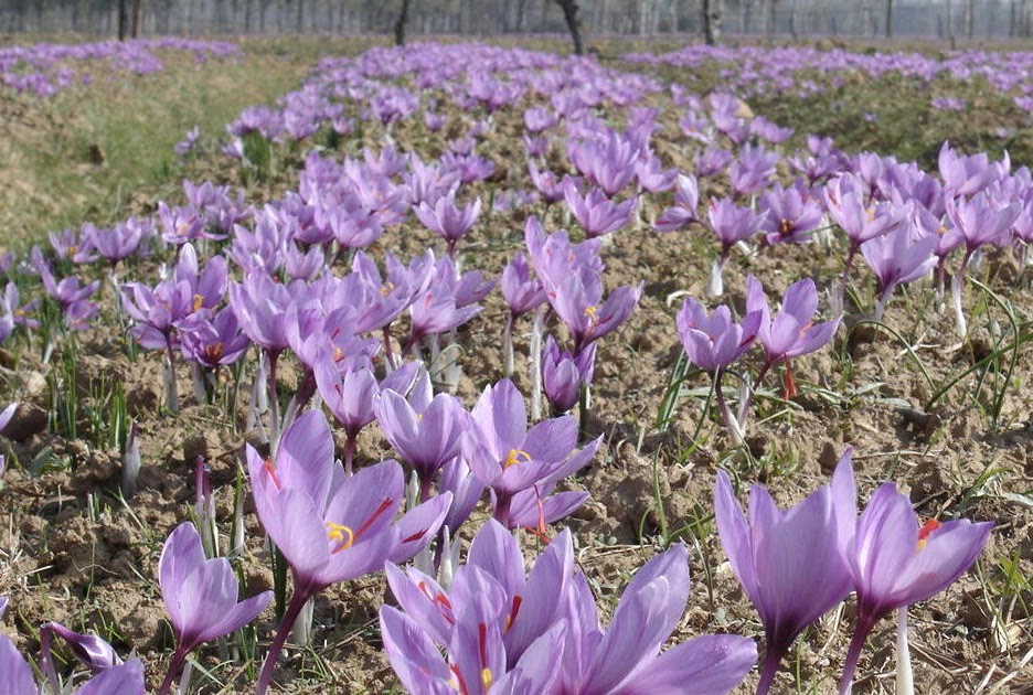 Saffron Benefits Growing Saffron