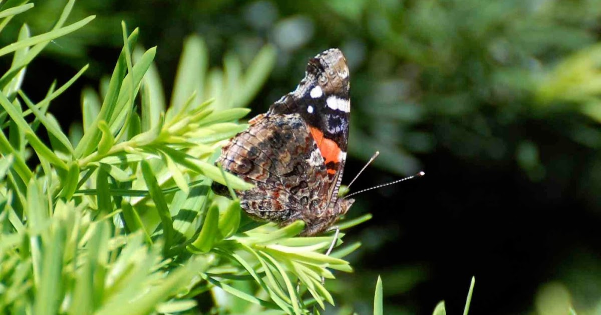 Urban Wildlife Guide Butterfly Attack!