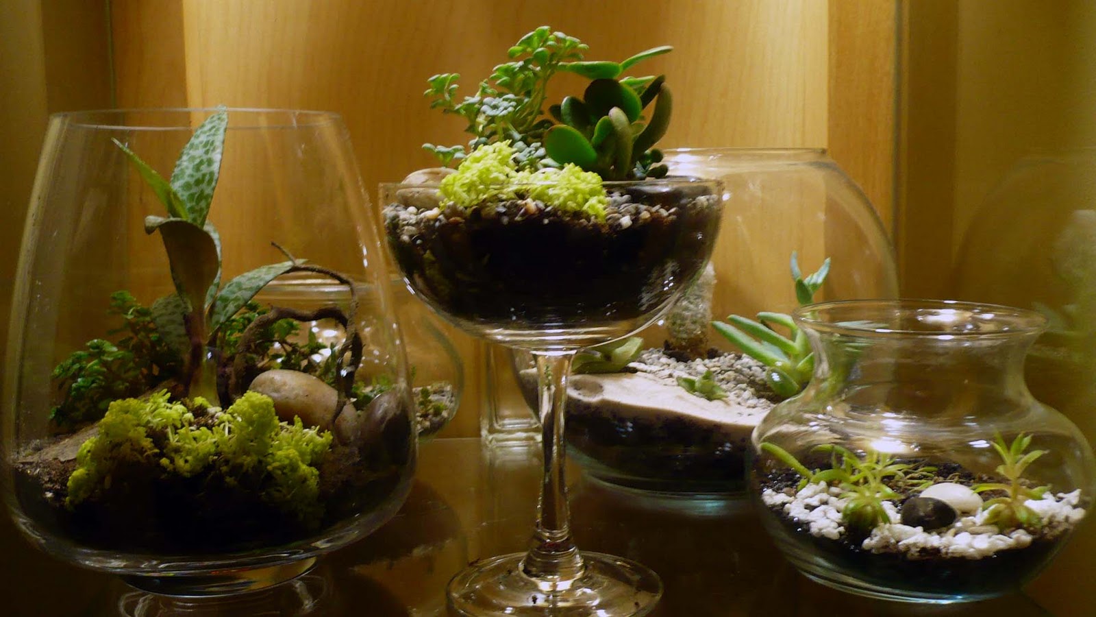 Lusa Mae Terrariums Assorted Open Terrariums