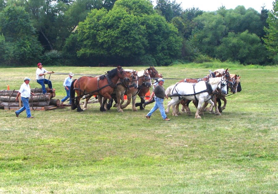 FARMBEDDED EIGHT HORSE HITCH