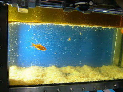 how do goldfish eggs look like. pictures Goldfish eggs on my