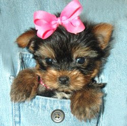 funny yorkie