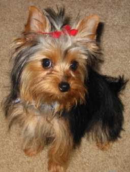 Dandy Dogs Pet Grooming Godfrey Il Dandy Dogs Pet Grooming Godfrey Il