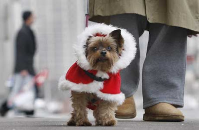 Yorkie Clothes on No White Christmas For This Yorkshire Terrier