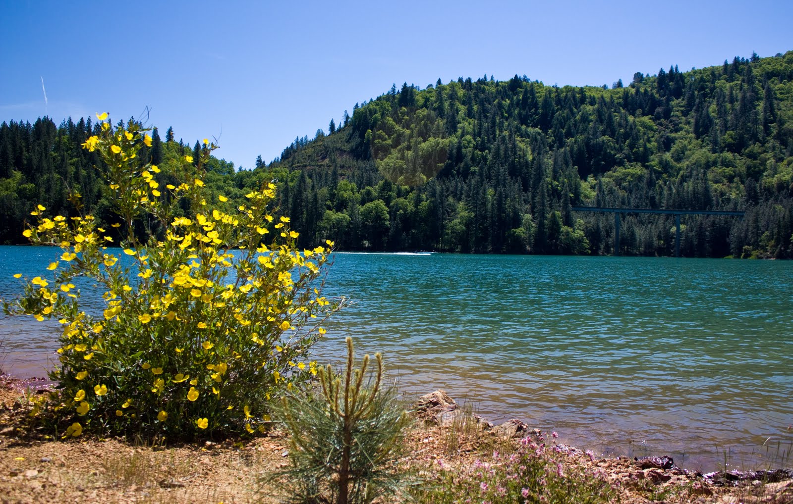 365 Bre Moss Photography Day 114 Shasta Lake Bailey Cove