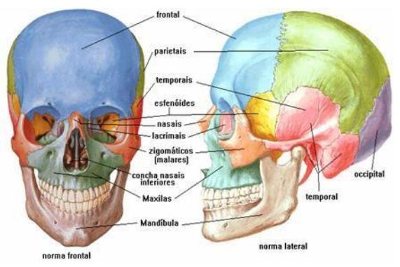 Abertura Piriforme Do Cranio