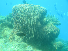 Marine Sponge
