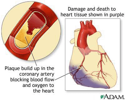 heart diagram quiz. digestive system diagram quiz.