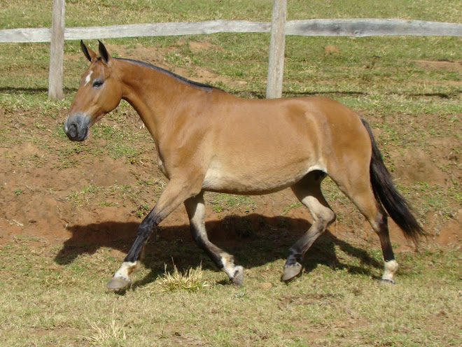 Quiriba da Maravilha