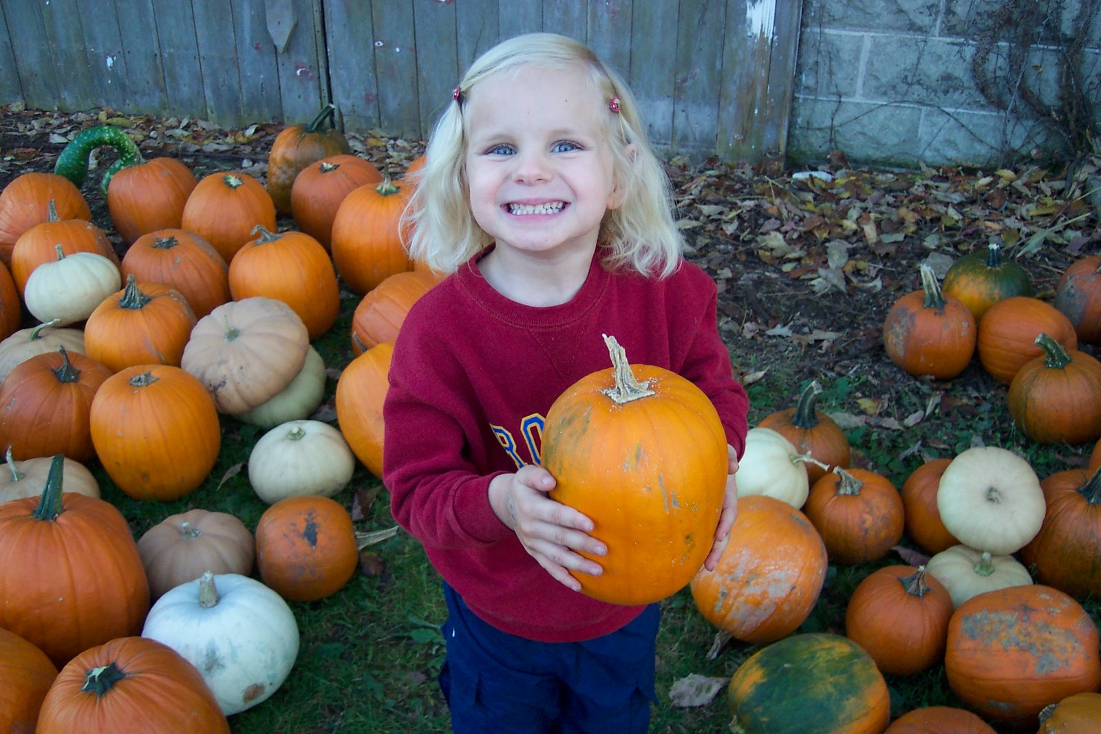 [pumpkins+007.JPG]
