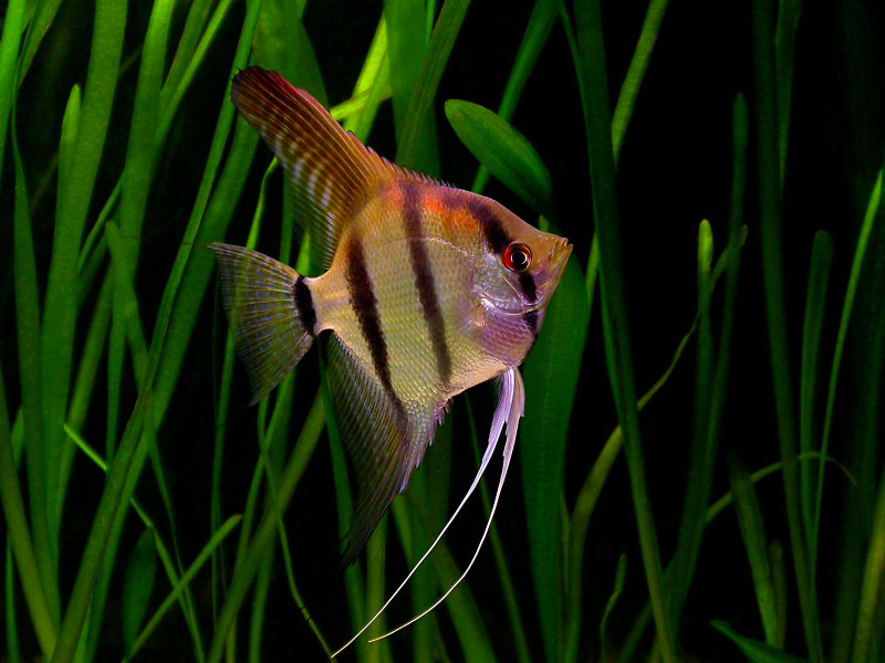 Ikan Angelfish