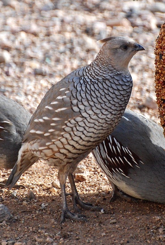 [6.+scaled+quail.JPG]