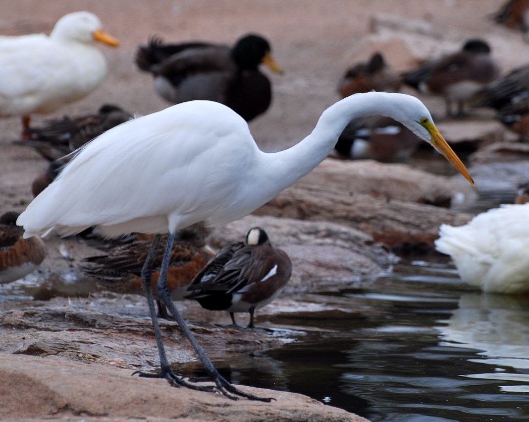 [4.+common+egret.JPG]