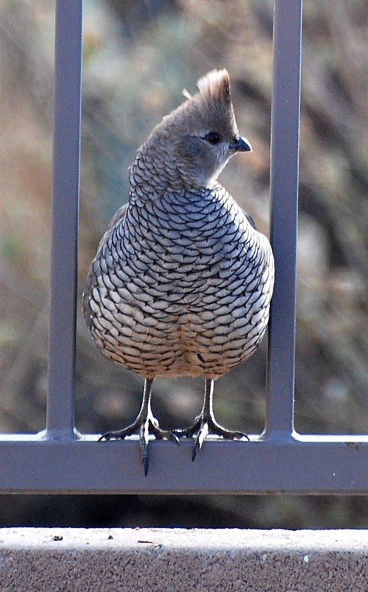 [1.+Scaled+Quail.JPG]