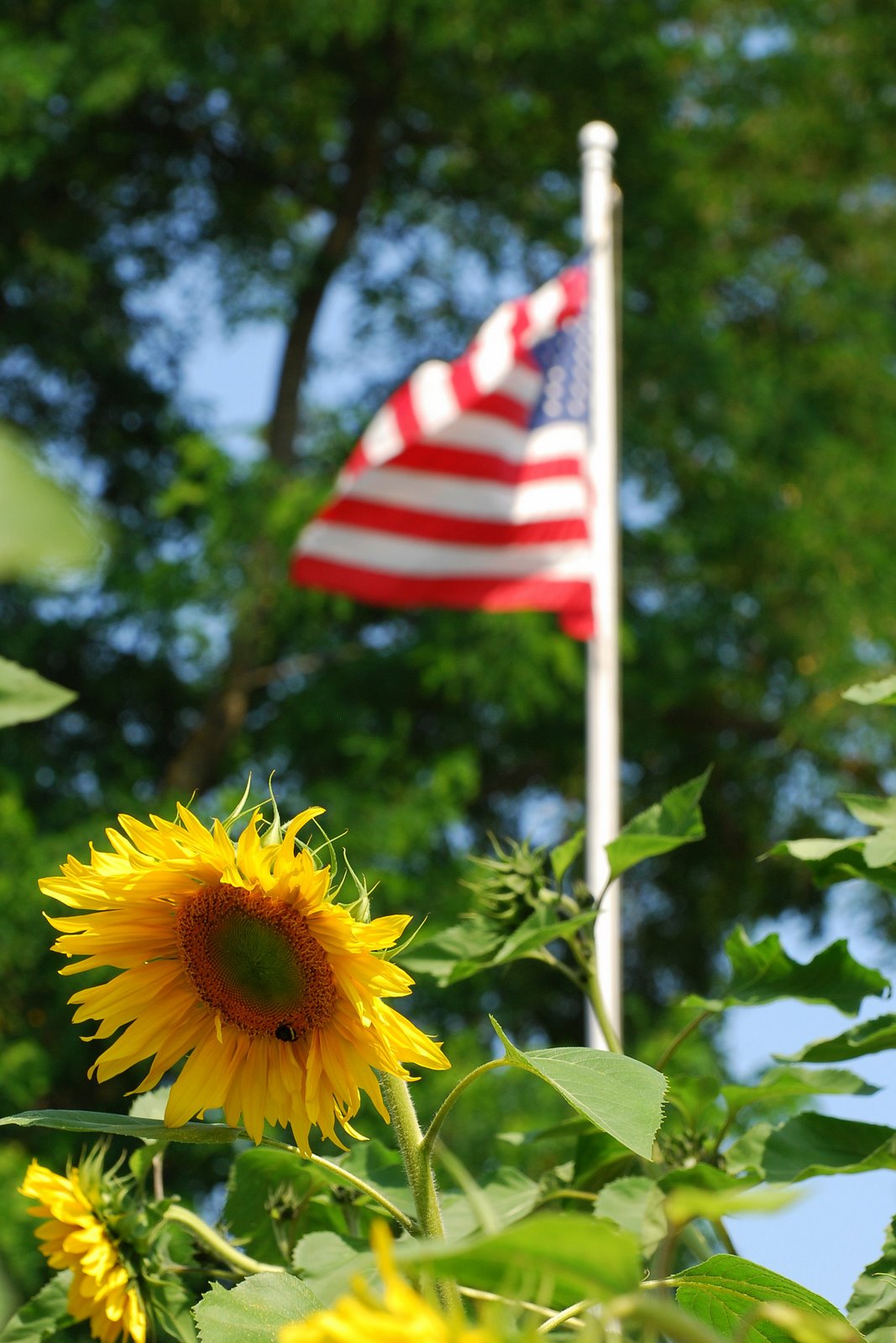 [sunflower+and+flag.jpg]