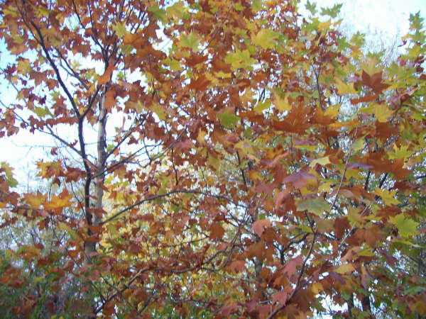 Colores del otoño
