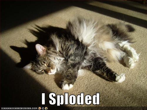 [funny-pictures-your-cat-has-exploded.jpg]
