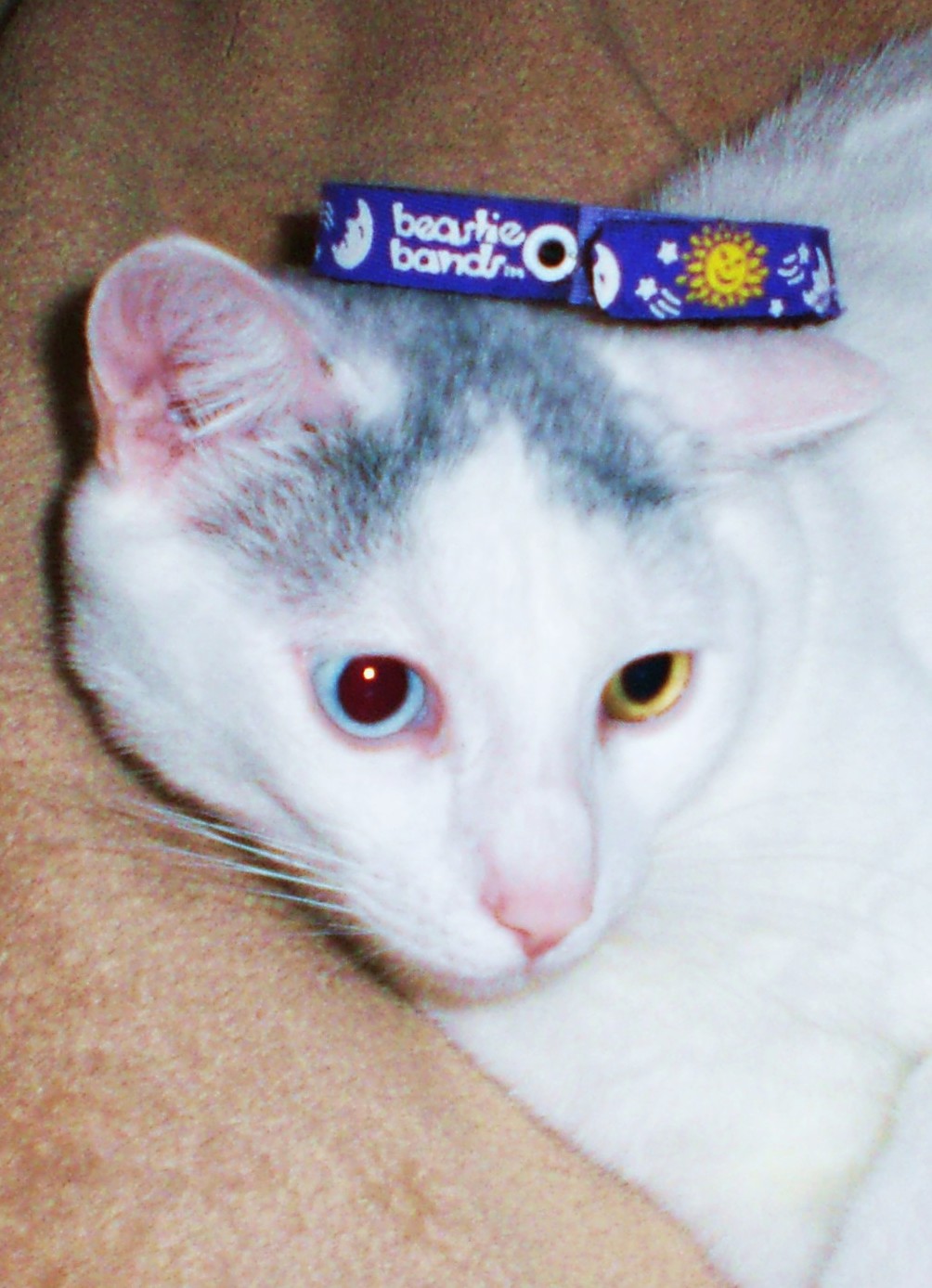 DOWAGER QUEEN Cat Collar Catastrophe