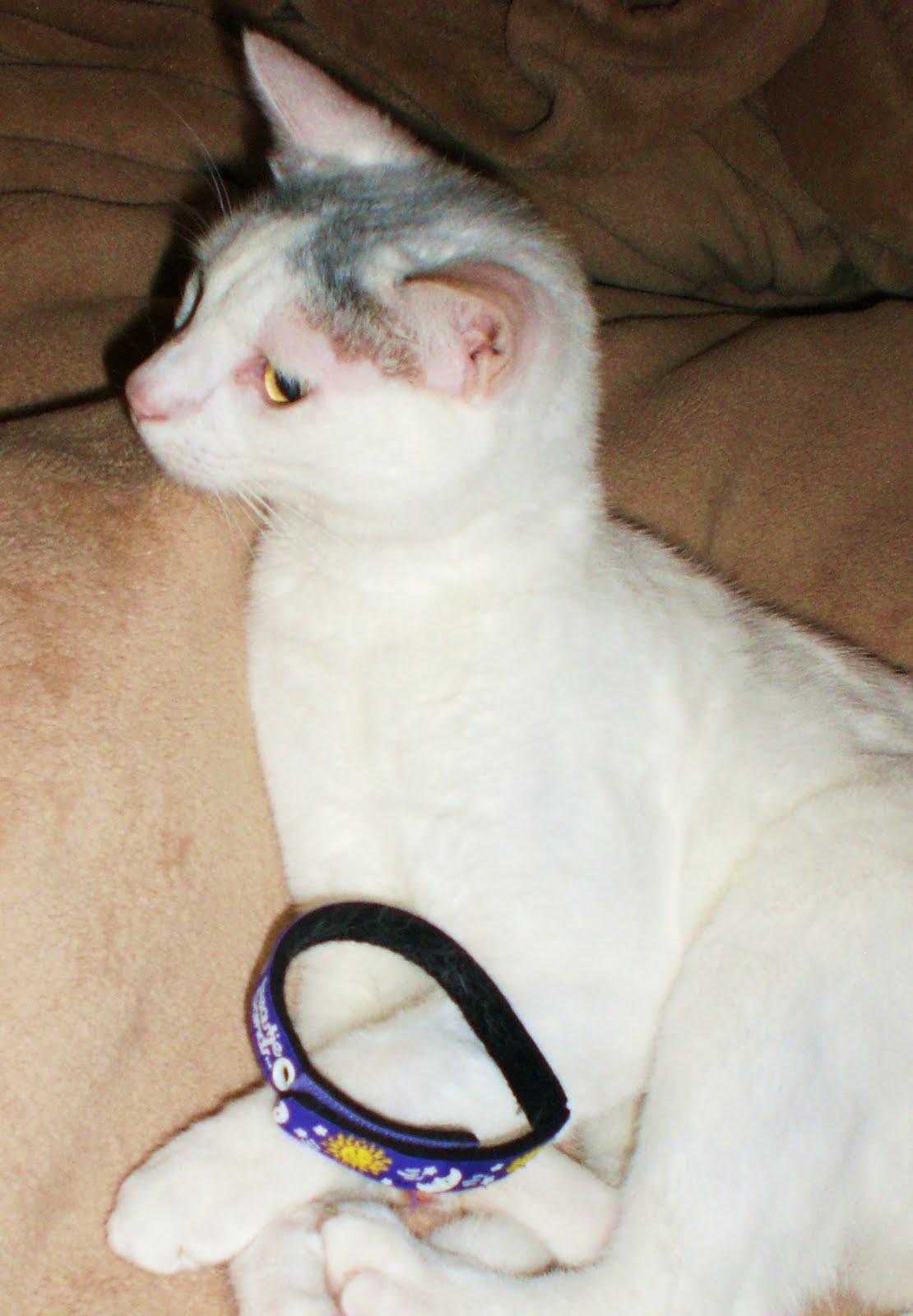 DOWAGER QUEEN Cat Collar Catastrophe