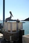 Pelican's Perch