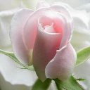 [UMA_ROSA_ROSA.jpg]