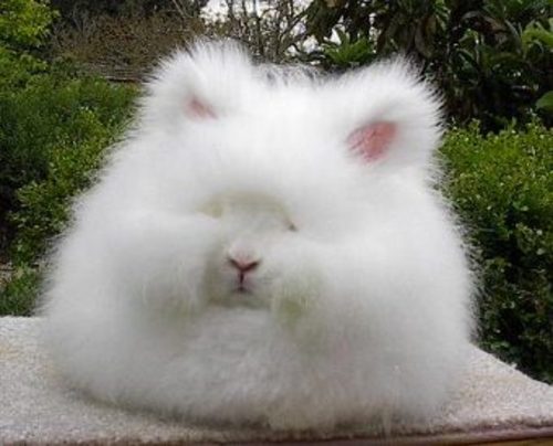 Big German Rabbit