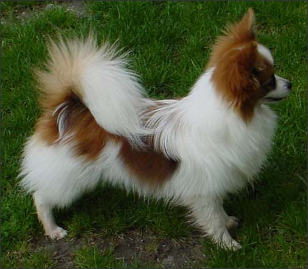 43+ Pomeranian Papillon Mix Puppies For Sale PNG