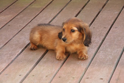 Funny Dachshund Puppies Picture