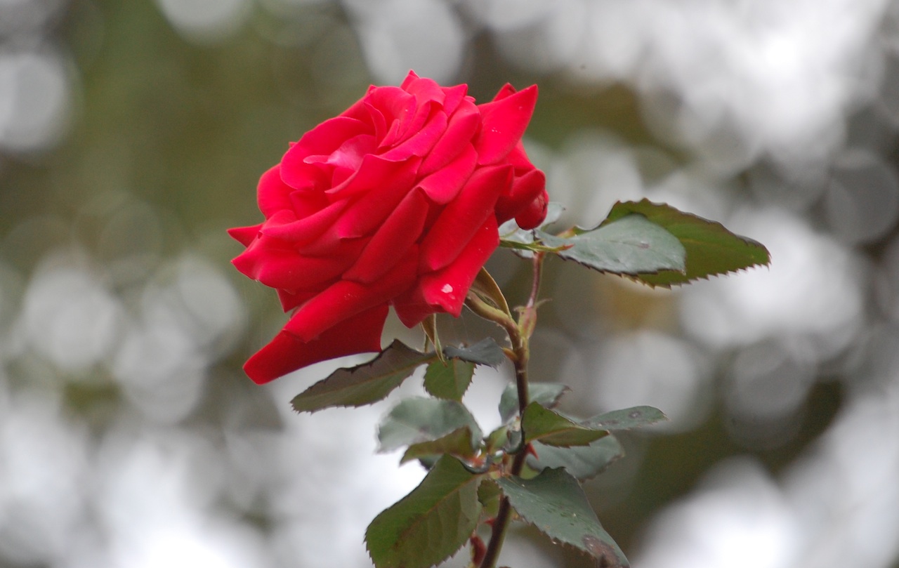 Ariane's little world A single rose