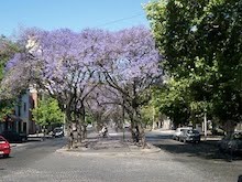 Las calles de La Plata