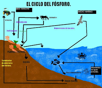 Ciclo Fosforo