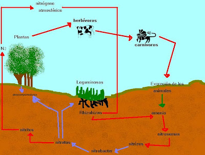 ciclo del nitrogeno