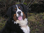 Berner Sennenhund