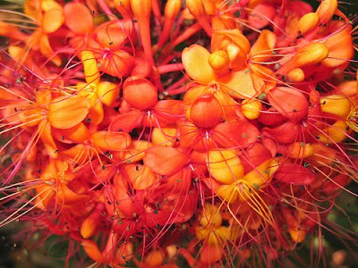 Ashoka Flower