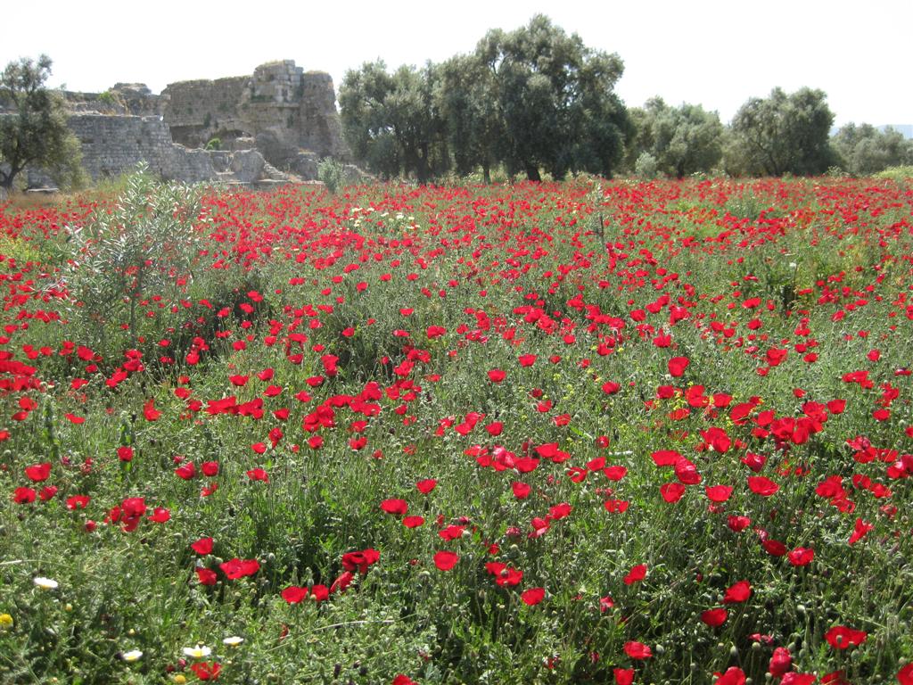 The Garden Wanderer Turkey wildflowers