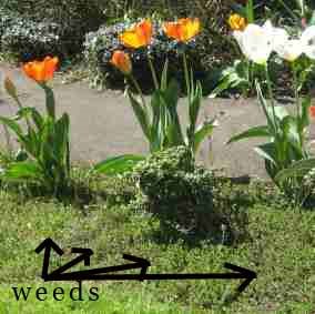 [weeds.jpg]