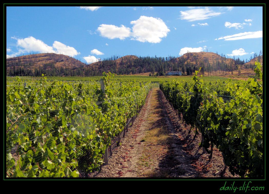 your daily slif cedar creek winery (kelowna)