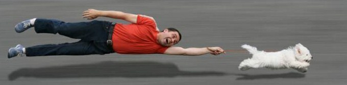 dog_dragging_man.jpg