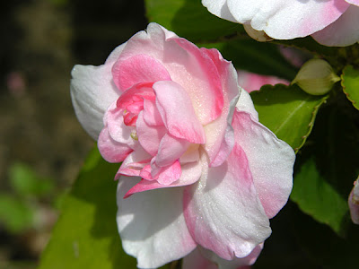 Rosas Decoupage